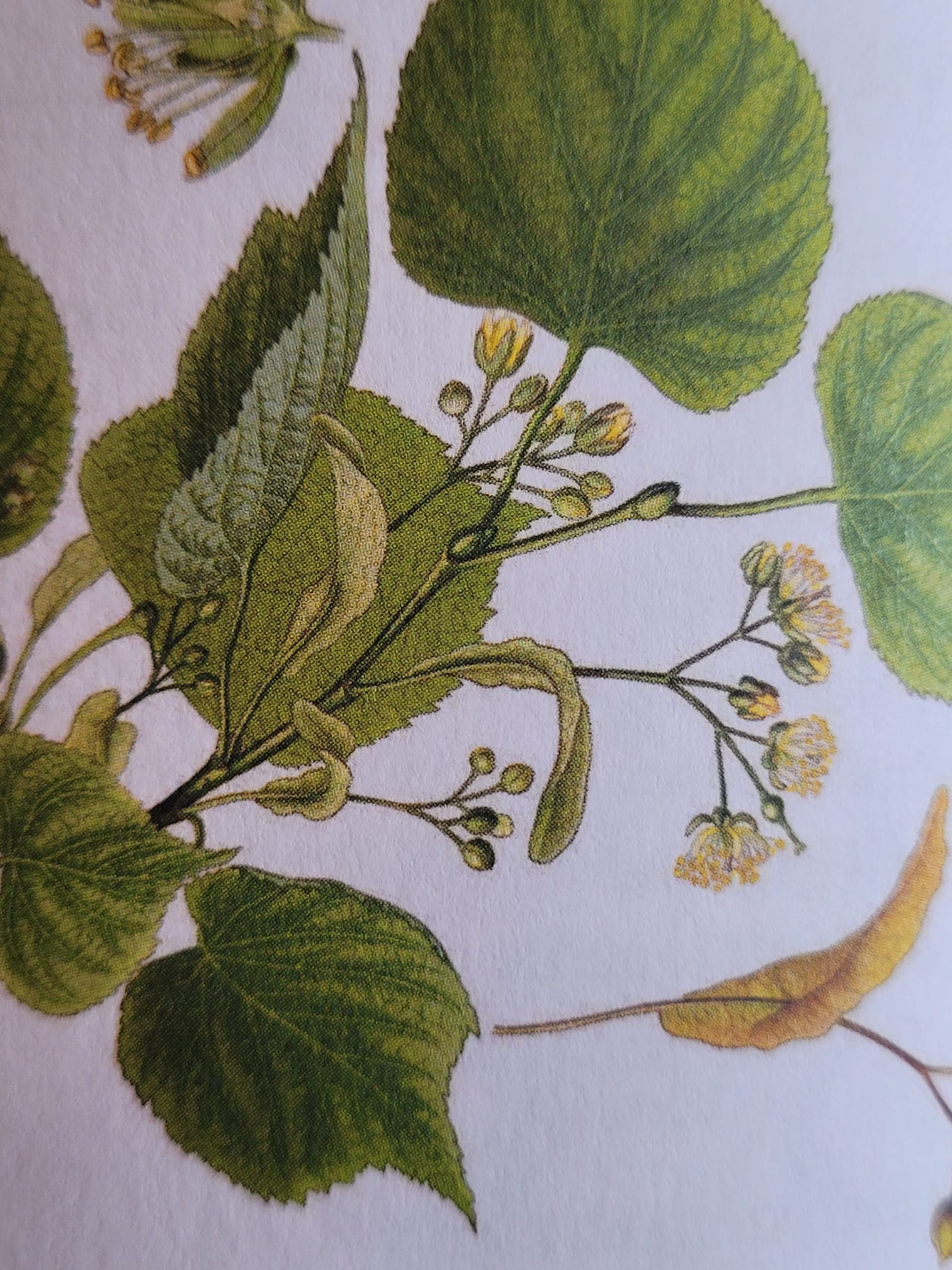 agromaya-infusions-tilleul-feuilles-tisane-calme image 1