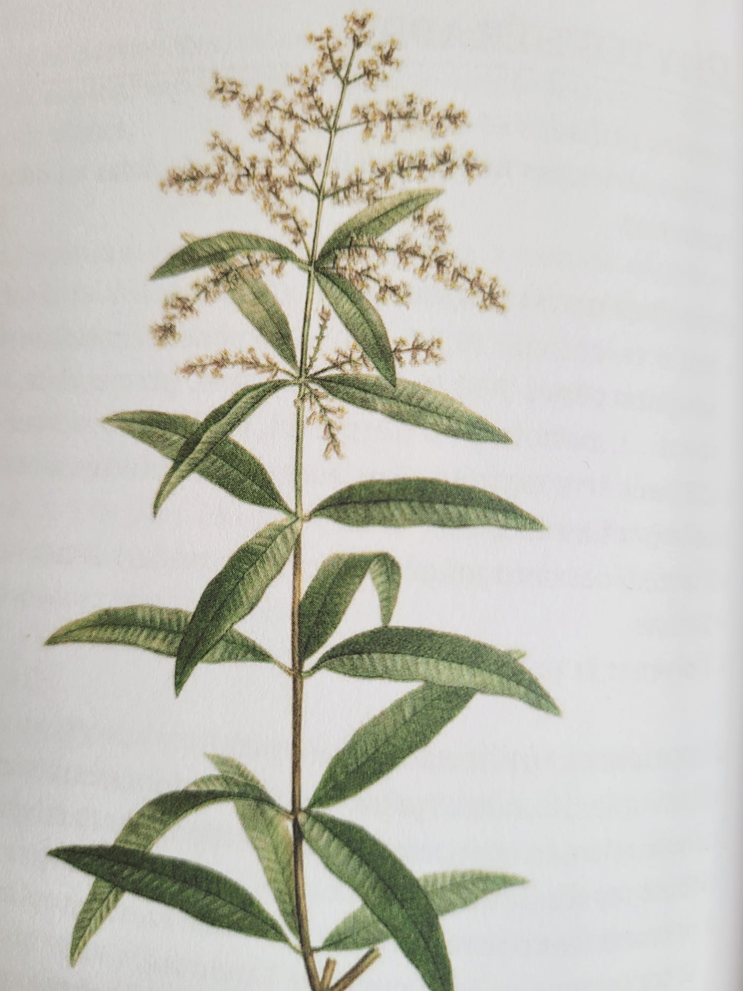 agromaya-infusions-verveine-citronn-e-tisane-digestive image 1