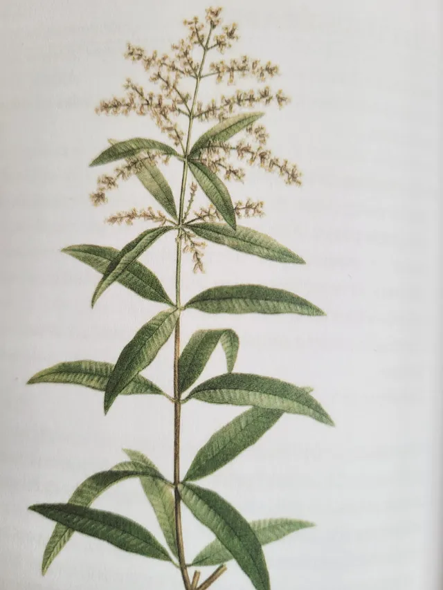 agromaya-infusions-verveine-citronn-e-tisane-digestive image 1