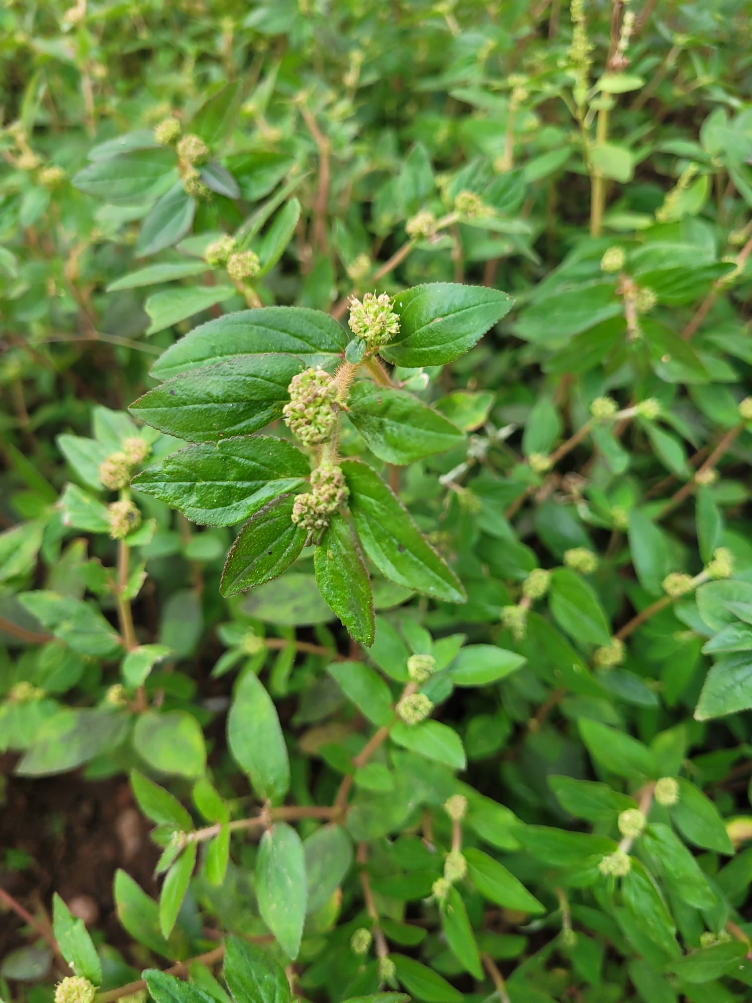 agromaya-euphorbia-hirta-tisane-plante-digestion image 2