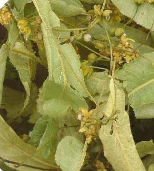 agromaya-infusions-tilleul-feuilles-tisane-calme image 2
